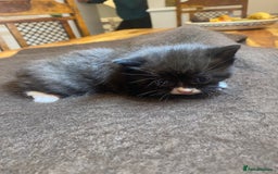 Domestic Shorthair cats for sale: 5 beatiful kittens for sale  - Image 3