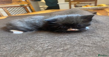 Domestic Shorthair cats - Advert 12