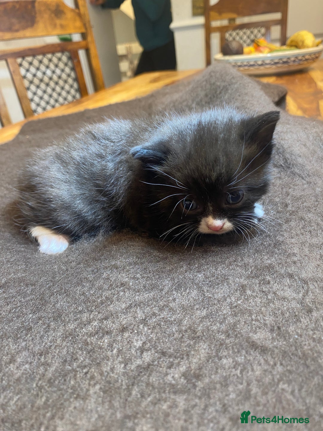 Domestic Shorthair cats for sale: 5 beatiful kittens for sale  - Image 3