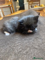 Domestic Shorthair cats - Advert 6