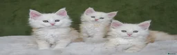 Maine Coon cats for sale: Rare Silver Shaded TICA Maine Coon Kittens in Canvey Island - Advert 3