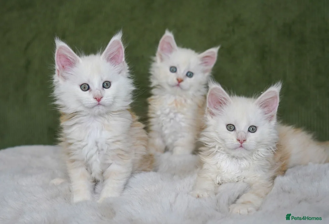 Maine Coon cats for sale: Rare Red Shaded TICA Maine Coon Kittens - Advert 1