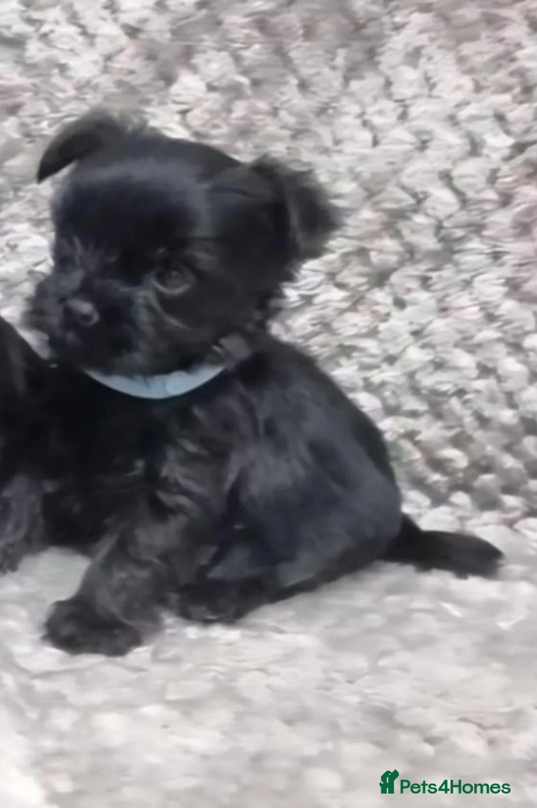 Yorkshire Terrier dogs for sale: Yorkshire Terrier  - Advert 21