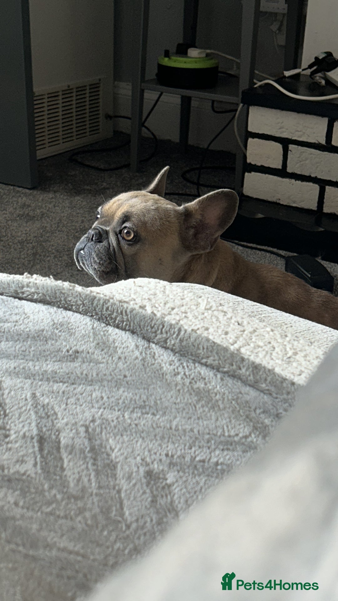 French Bulldog dogs for sale: Female French bulldog for sale  - Image 4