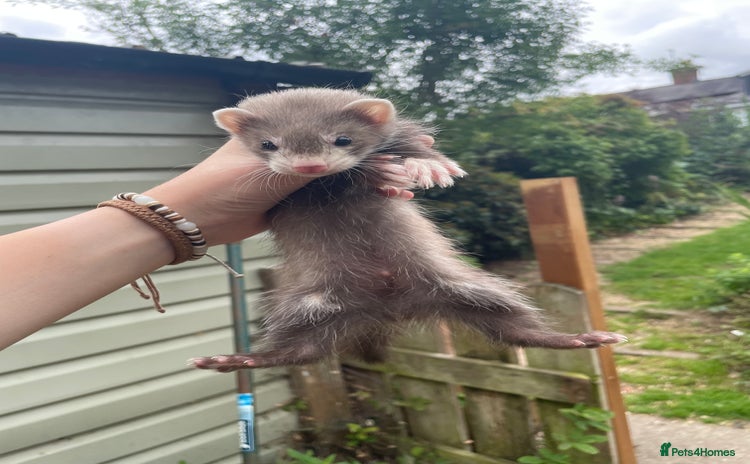 Ferret rodents - Advert 2