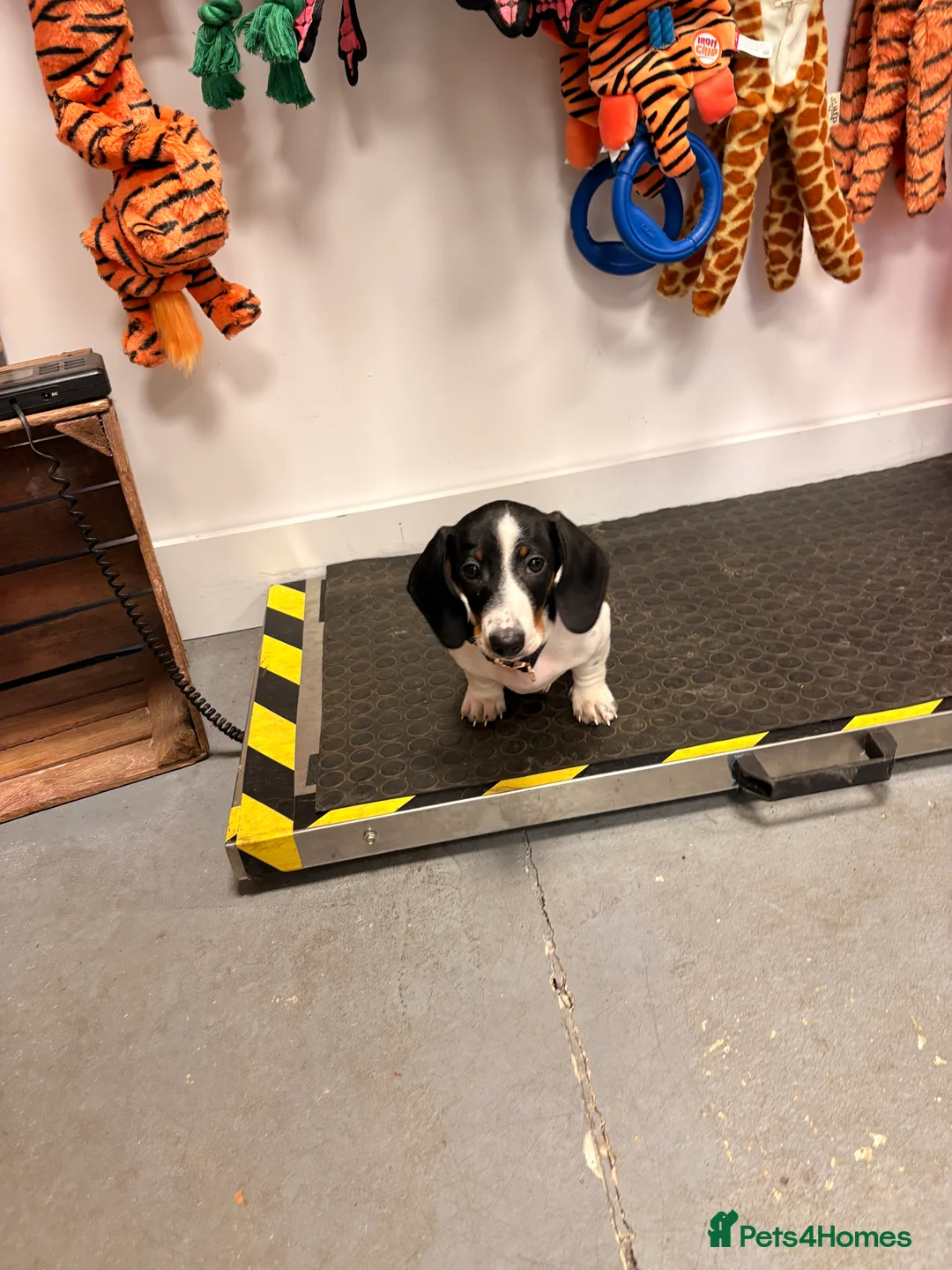 Miniature Dachshund dogs for sale: Mini piebald male dachshund  - Advert 4