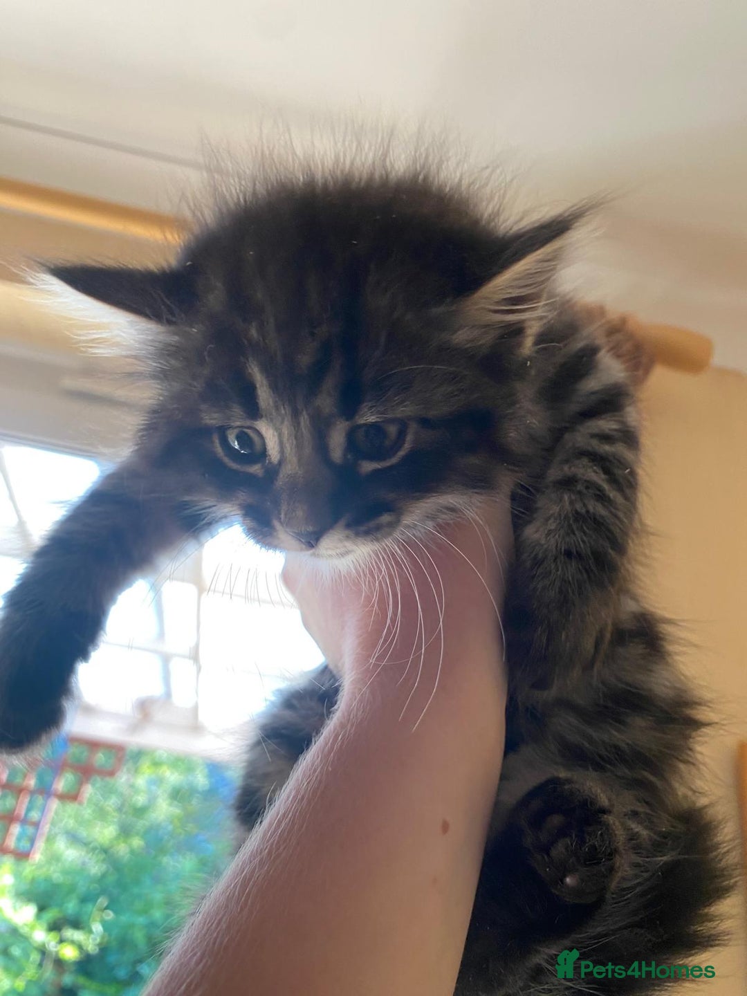 Domestic Shorthair cats for sale: Beautiful, friendly, playful &healthy kittens - Image 7