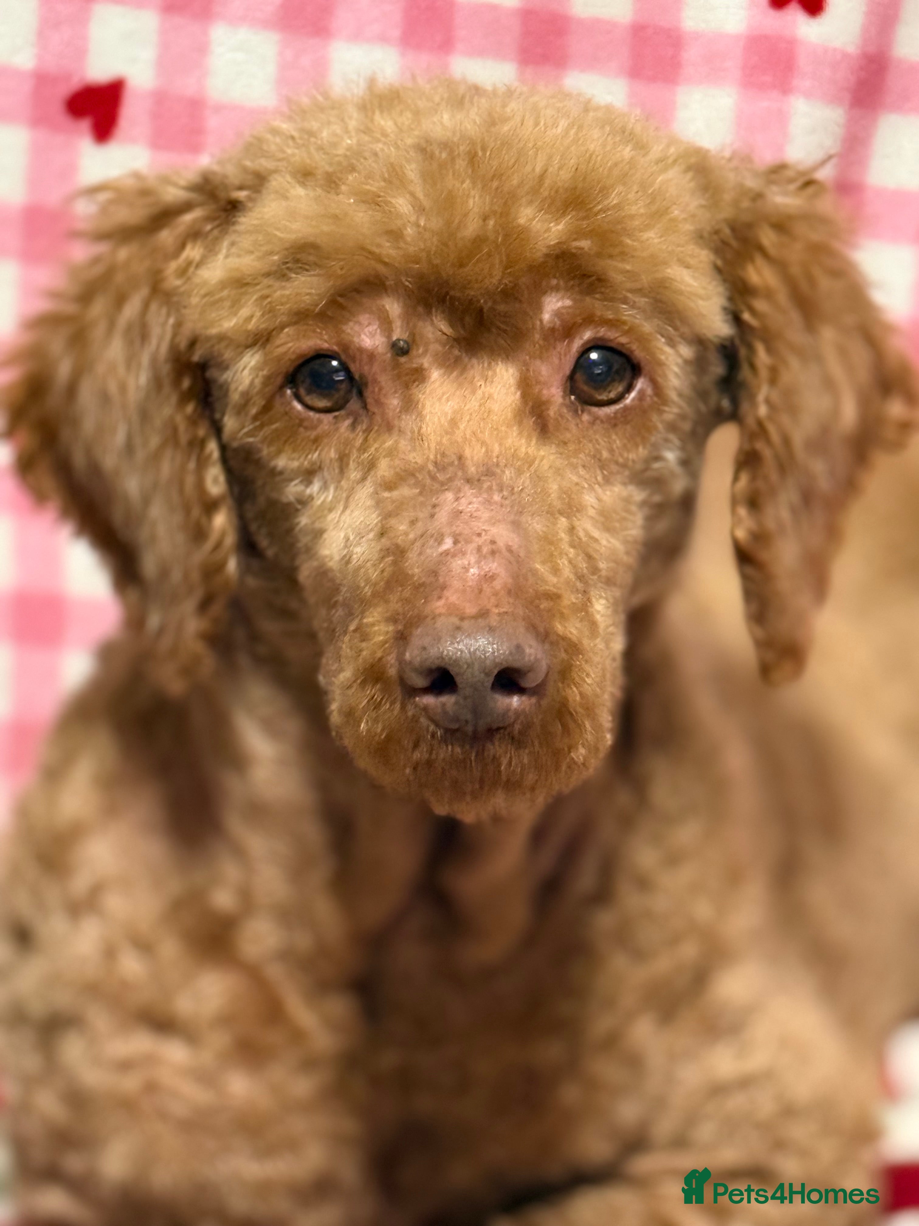 Miniature Poodle dogs Adult mini poodle soft and true gent poodle - Advert 1