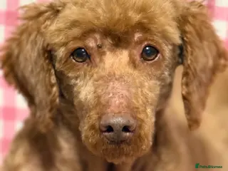 Miniature Poodle dogs for sale: Adult mini poodle soft and true gent poodle - Advert 1