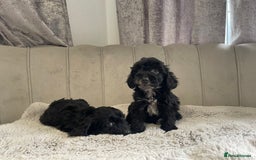 Cockapoo dogs for sale: Beautiful F1 cockapoos ready now  - Image 18