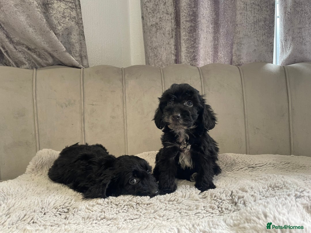 Cockapoo dogs for sale: Beautiful F1 cockapoos ready now  - Image 18