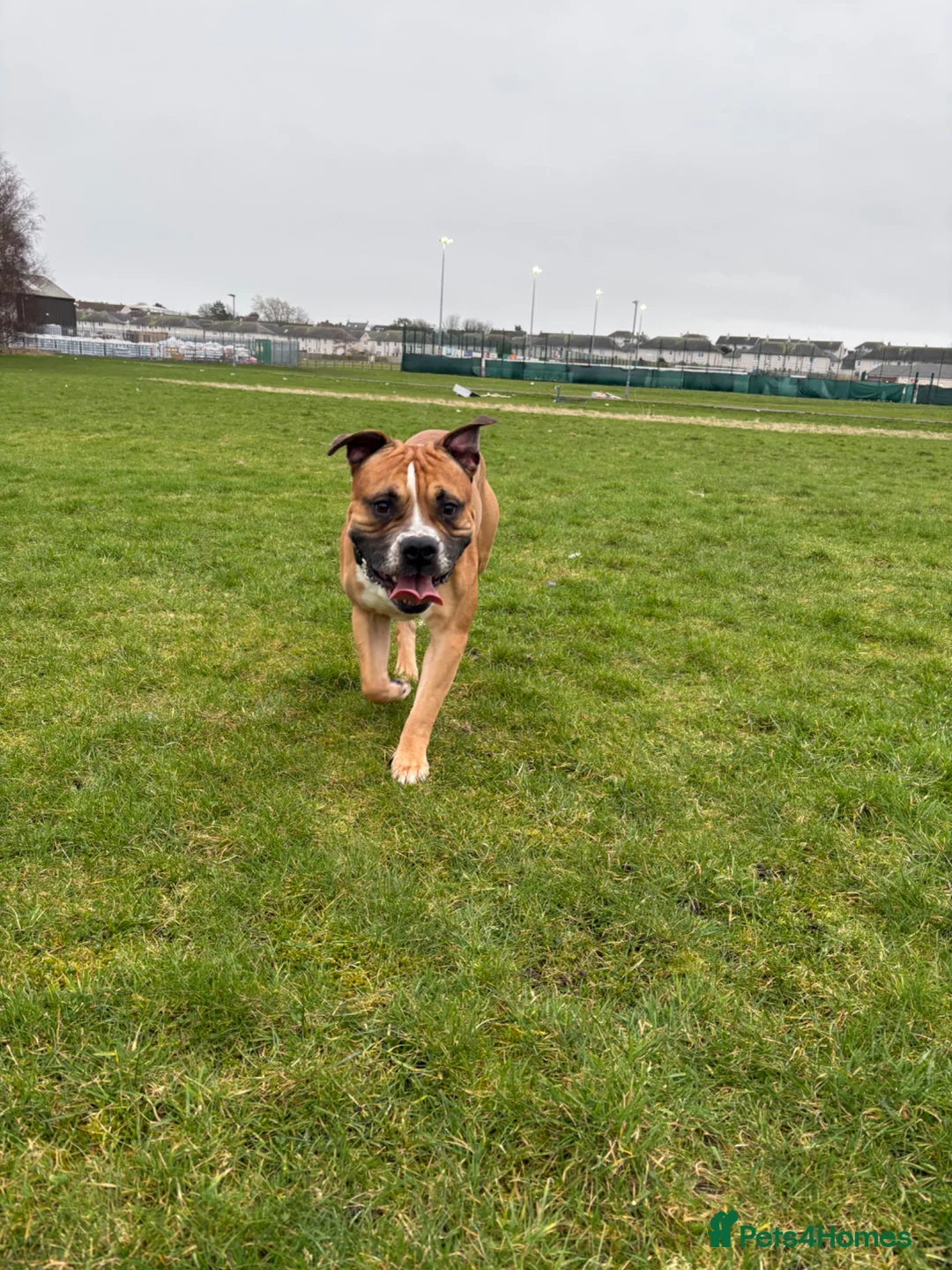 American Bulldog dogs for sale: American bulldog male 4 years old  - Advert 2