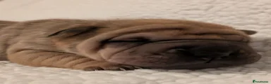 Shar Pei Puppy 2
