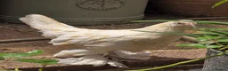 Chickens poultry for sale: Sablepoot Pullets - Advert 1
