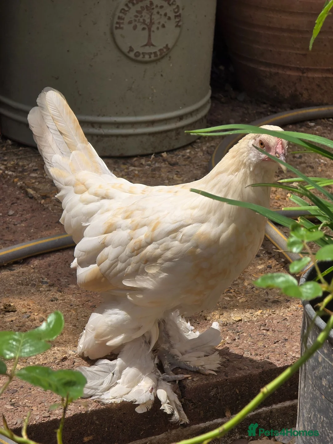 Chickens poultry for sale: Sablepoot Pullets - Advert 1