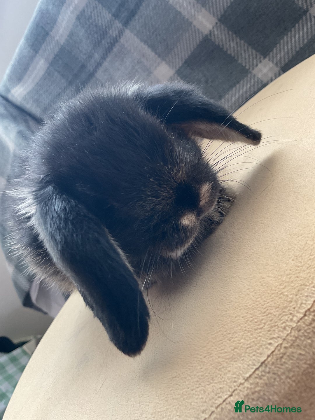 English Lop rabbits for sale: 3 beautiful holland lops   - Image 2