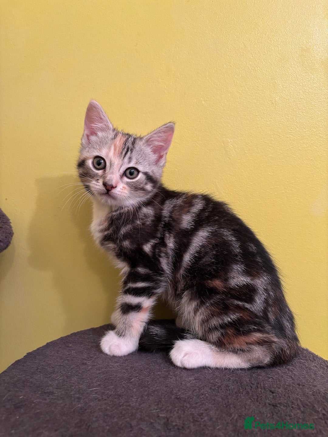 Mixed Breed cats for sale: 2 gorgeous female tabby kittens for sale. - Advert 2