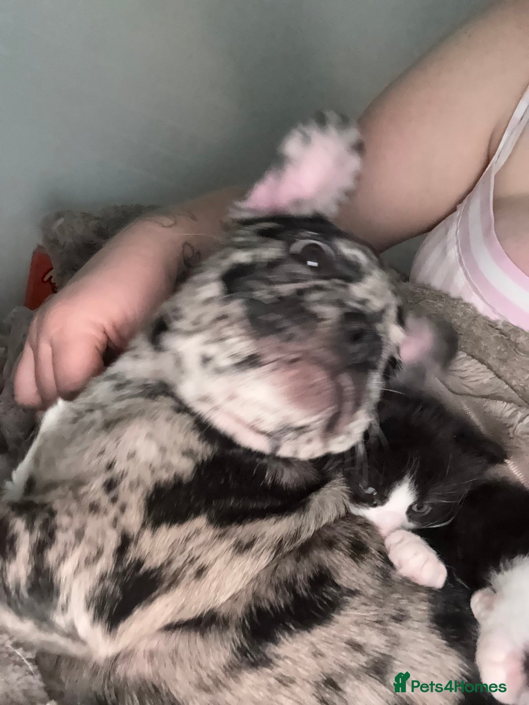 French Bulldog dogs for sale: Merlin French bull dog - Advert 5