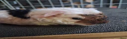 Guinea Pig rodents for sale: Beautiful Texel and Merino boars  - Advert 10