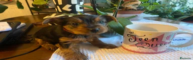 Yorkshire Terrier Puppy 1 Red