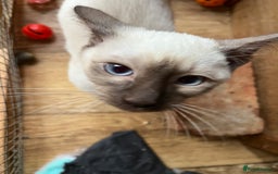 Siamese cats for sale: Siamese chocolate kittens - Image 4