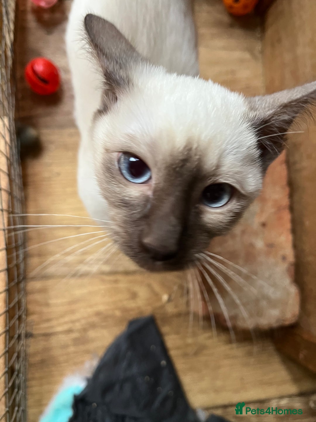 Siamese cats for sale: Siamese chocolate kittens - Image 4