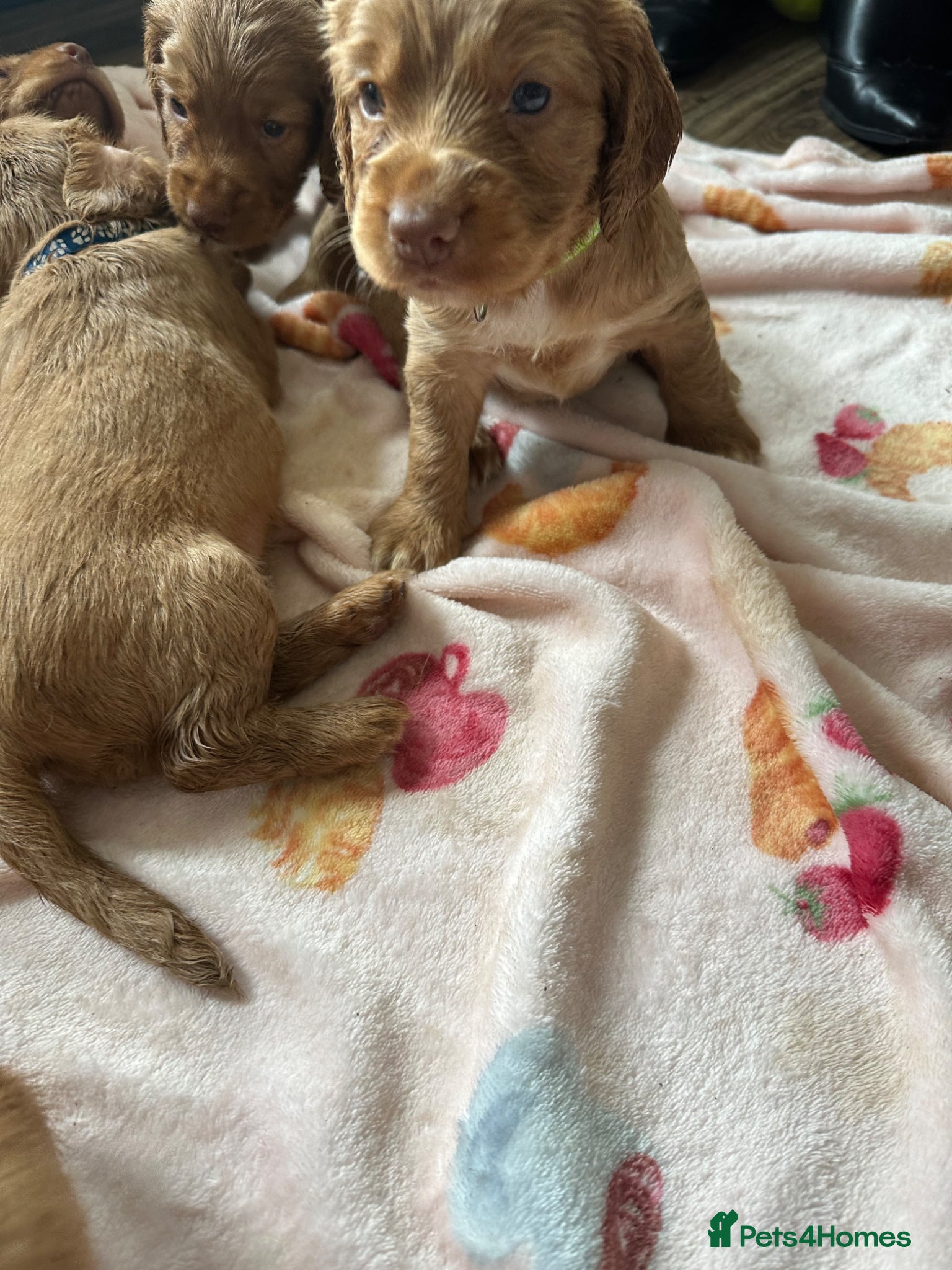 Cocker Spaniel dogs Beautiful top class red cockers  - Advert 2