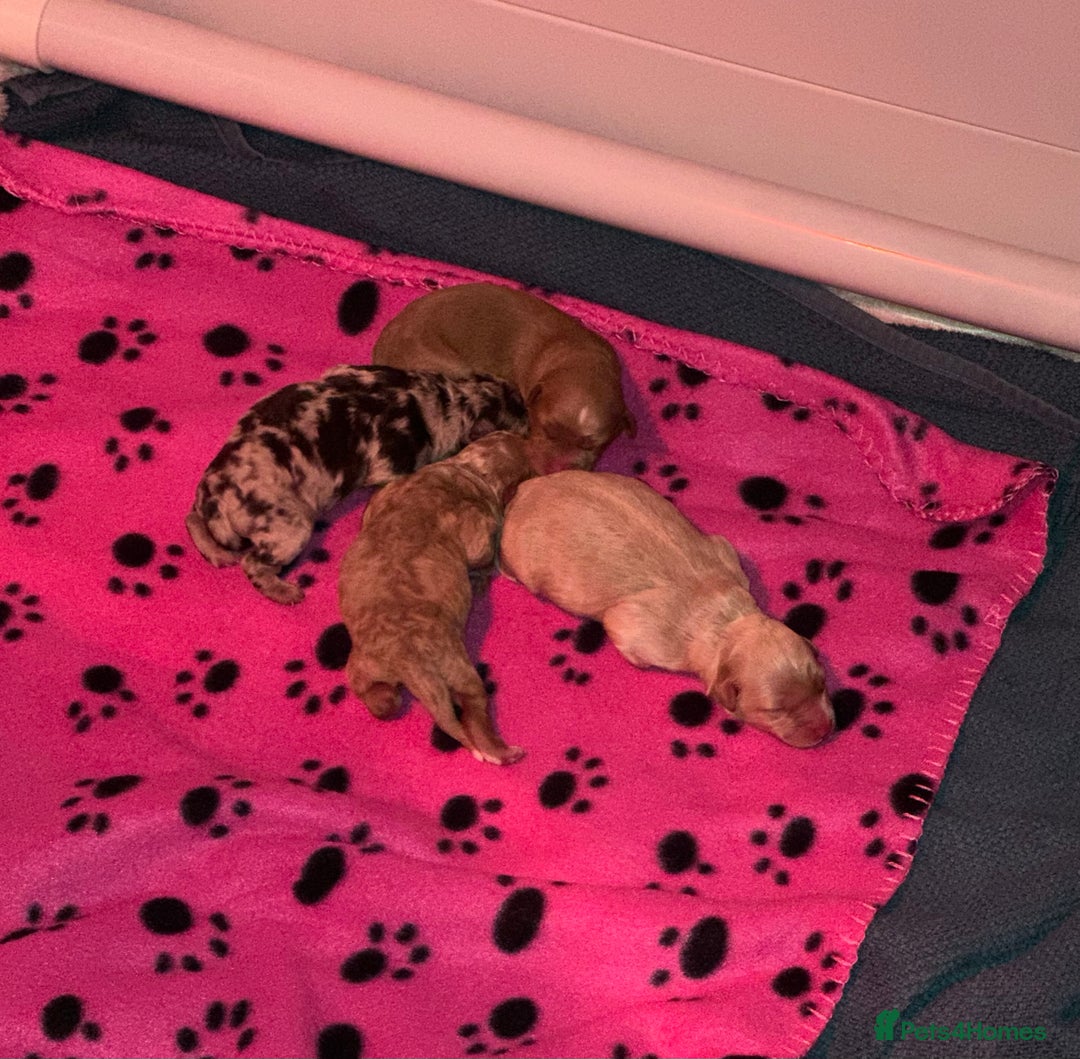 Cavapoo dogs for sale: F1B Cavapoo Puppies - Advert 13