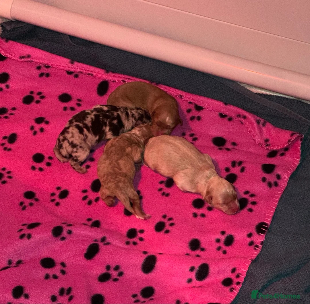 Cavapoo dogs for sale: 💥ONE BOY LEFT💥 F1B Cavapoo Puppies - Advert 10