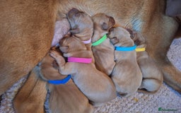 Labrador Retriever dogs for sale: Stunning Fox Red Labrador Puppies – Working lines - Image 5