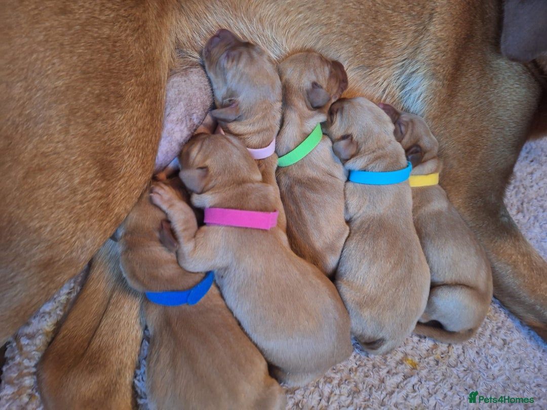 Labrador Retriever dogs for sale: Stunning Fox Red Labrador Puppies – Working lines - Image 5