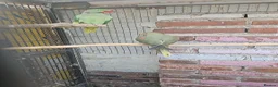 Mixed Breed birds for sale: Alexandraine  - Advert 14