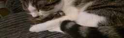 British Shorthair cats for sale: 2 Beautiful Sisters For Rehoming in Staines - Advert 7