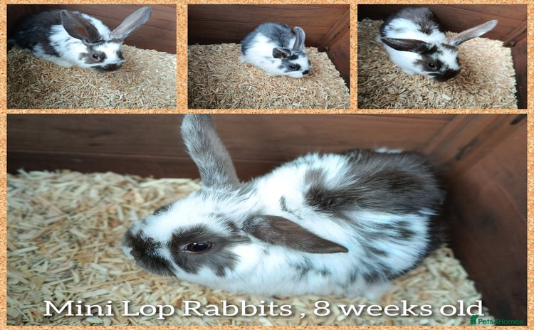 Mini Lop rabbits - Advert 4
