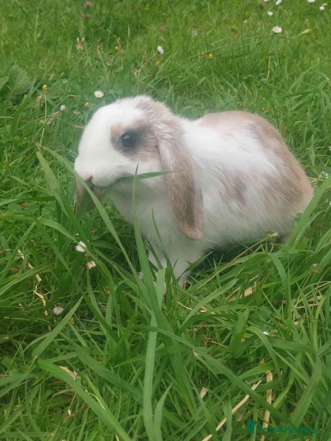 Mini Lop rabbits for sale: 2 beautiful mini lops  - Advert 5