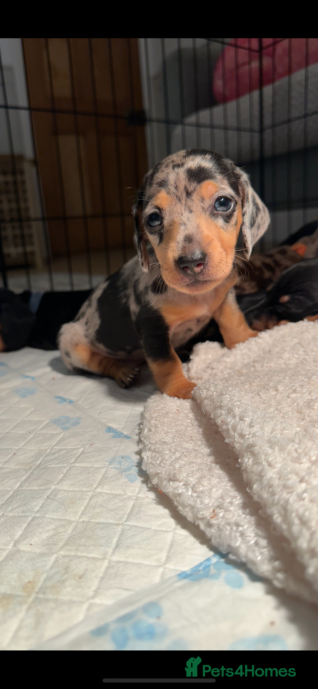 Dachshund dogs for sale: Mini dachshunds - 1 girl available - Image 17