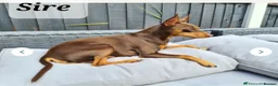 Miniature Pinscher dogs for sale: Miniature Pinscher puppies, KC registered - Advert 3