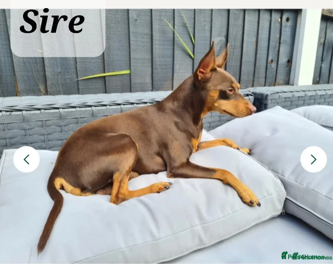 Miniature Pinscher dogs for sale: Miniature Pinscher puppies, KC registered - Advert 3