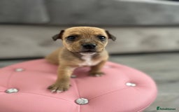 Parson Russell dogs for sale: 5 Gorgeous Parson Russells - Image 12