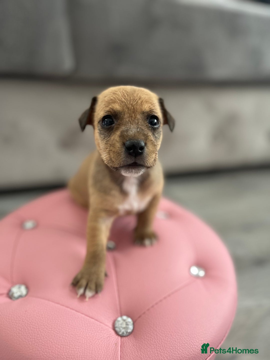Parson Russell dogs for sale: 5 Gorgeous Parson Russells - Image 12