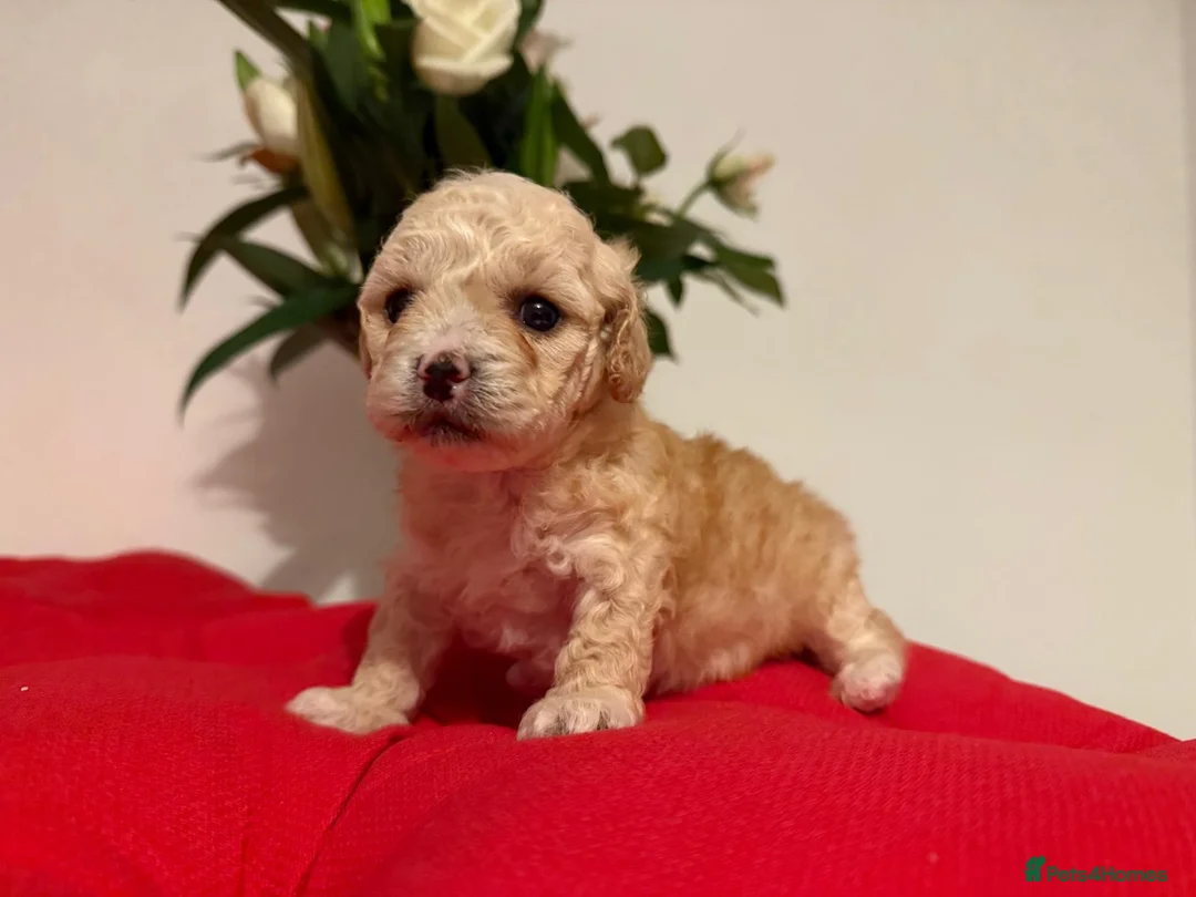 Shihpoo dogs for sale: Adorable toy ShihPoo puppy - Advert 5