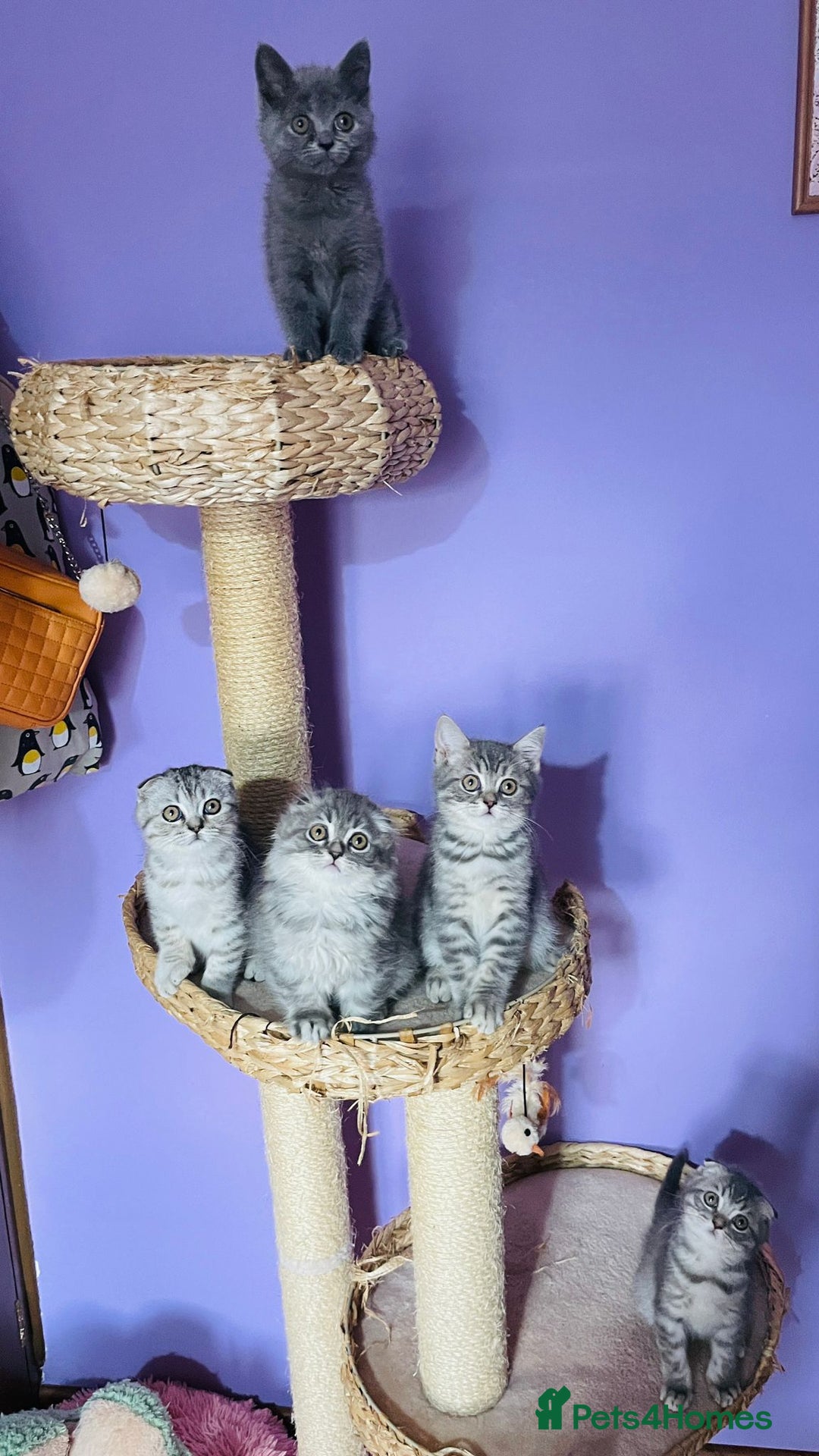 Scottish Fold cats for sale: Beautiful litter looking for new homes ❤️❤️ - Advert 9