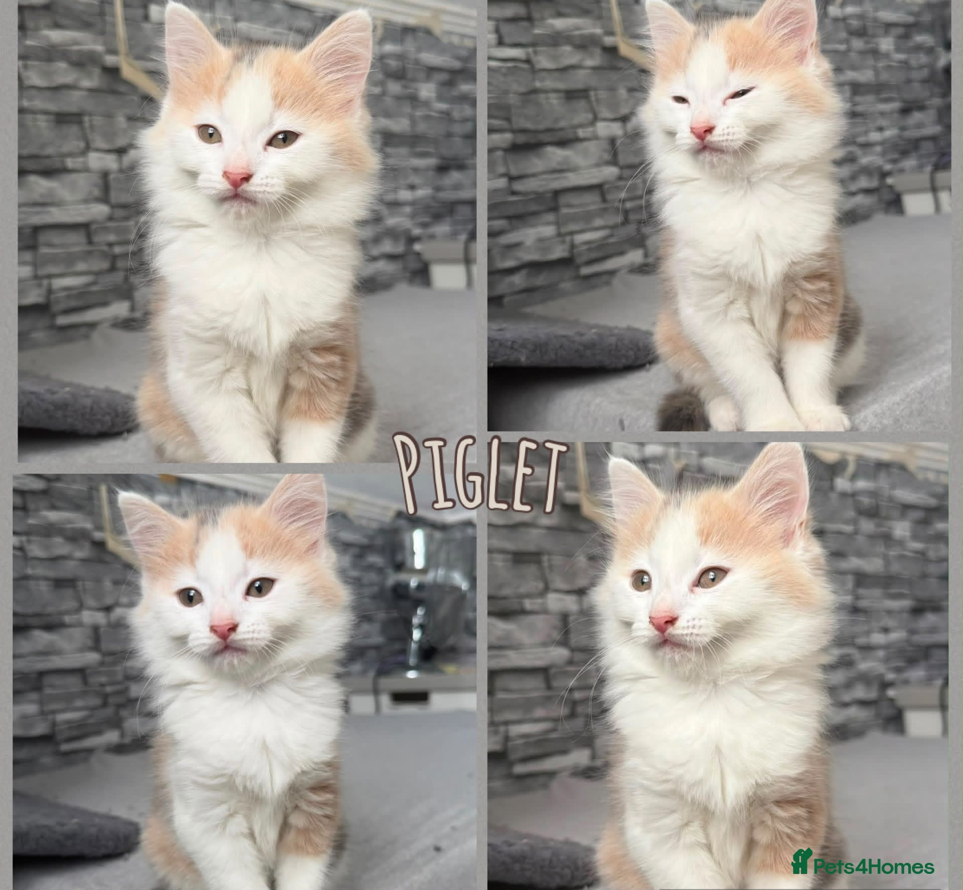 Mixed Breed cats two beautiful little babies!! - Advert 2