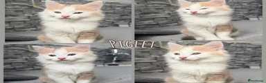 Piglet