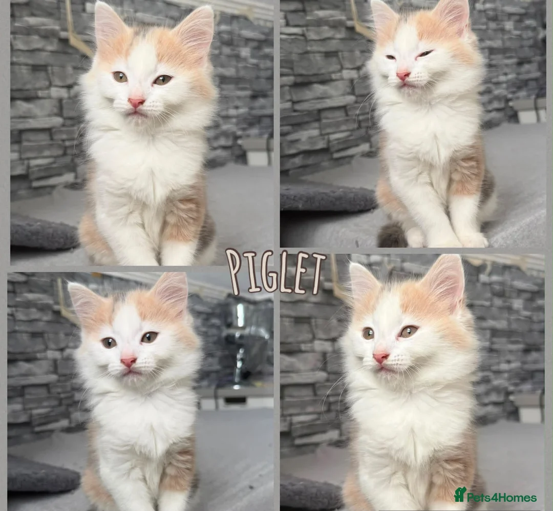 Mixed Breed cats for sale: two beautiful little babies!! - Advert 2