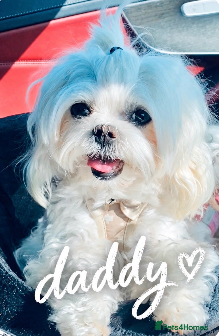Maltese dogs 🐾💕 ADORABLE TINY PURE MALTESE - RESERVE NOW!  - Advert 2