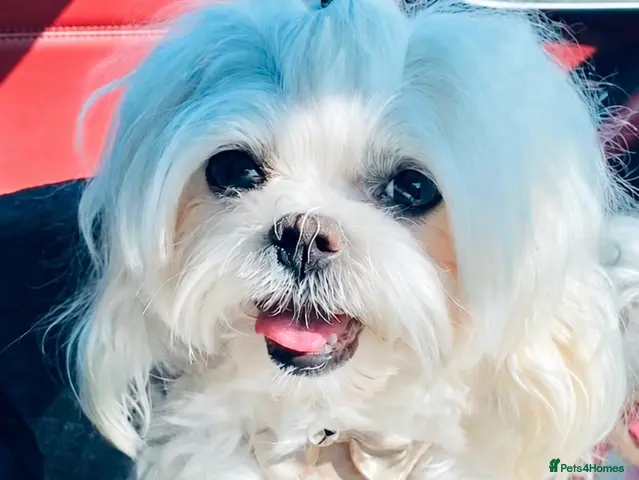 Maltese dogs 🐾💕 ADORABLE TINY PURE MALTESE - RESERVE NOW! - Advert 2