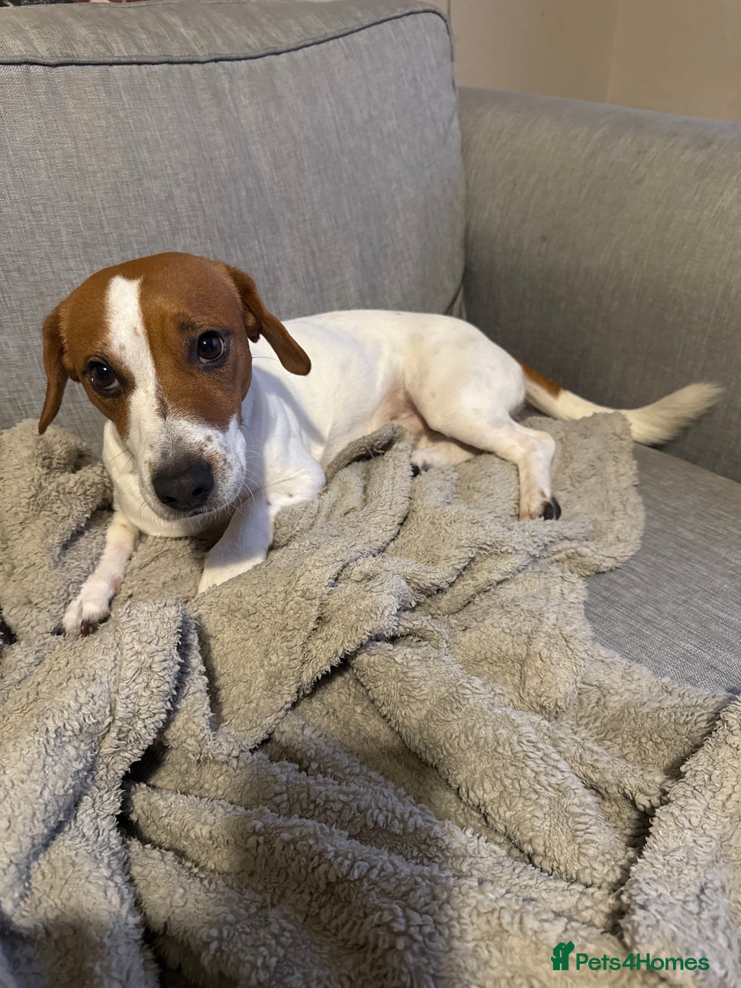 Jack Russell dogs for sale: Jack Russel pups - Advert 6