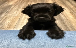 Cockapoo dogs for sale: Cockerpoo puppies 3 girls 3 boys - Image 5