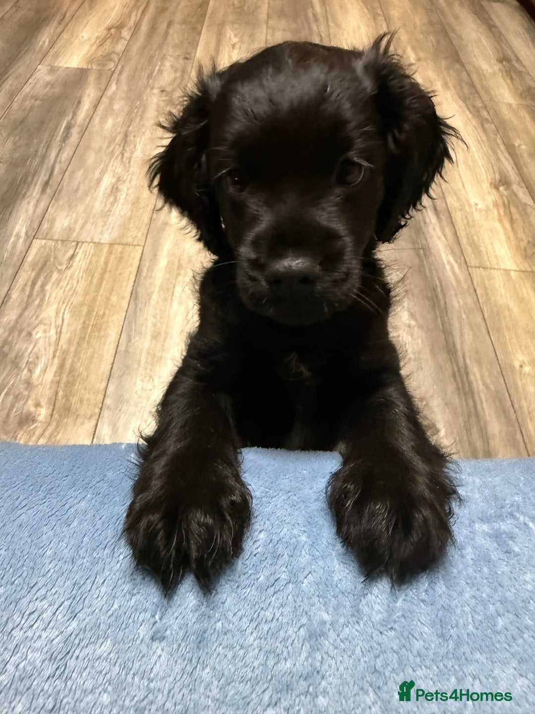 Cockapoo dogs for sale: Cockerpoo puppies 3 girls 3 boys - Image 5